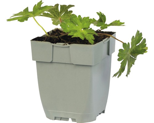 Geranium rastlina v kvetináči