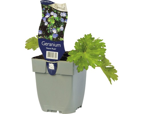 Pakost FloraSelf Geranium wallichianum 'Azure Rush' ® 5-30 cm kvetináč 0,5 l