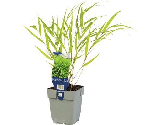 Rákosovka veľká FloraSelf Hakonechloa macra 5-20 cm kvetináč 0,5 l