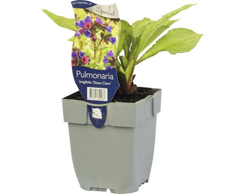 Pľúcnik FloraSelf Pulmonaria longifolia 'Diana Clare' 5-25 cm kvetináč 0,5 l