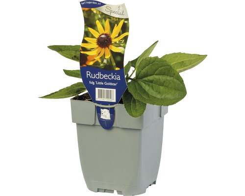 Rudbekia žiarivá FloraSelf Rudbeckia fulgida 'Little Gold Star' ® výška 5-50 cm kvetináč 0,5 l