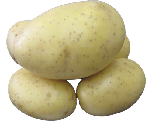 Sadbové zemiaky PRINCESS žlté skoré 10 kg
