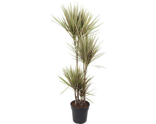 Dracéna FloraSelf Dracaena marginata 'Bicolor' výška cca 85 cm Ø 17 cm kvetináč