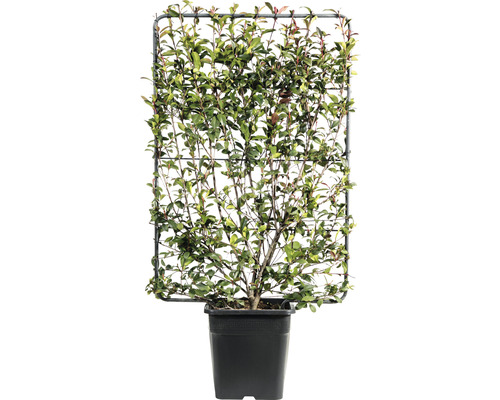 Červienka na špalieri FloraSelf Photinia fraseri 'Robusta Compacta' výška 120 x šírka 80 cm kvetináč 30 l