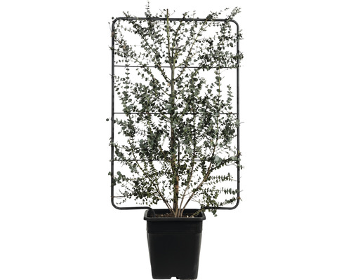 Eukalyptus Gunnov mreža na popínavé rastliny FloraSelf Eucalyptus gunnii 'Azura' V110 x Š50 cm kvetináč 18 l