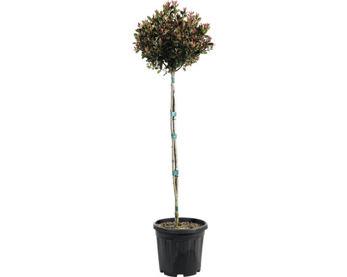Blýskavka Fraserova na kmienku 'Chico' FloraSelf guľa polokmeň 80 cm kvetináč 15 l Photinia Red Robin v kvetináči