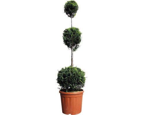 Cyprusovec leylandský žltý 3 gule FloraSelf Cupressocyparis leylandii výška 110-130 cm kvetináč 18 l