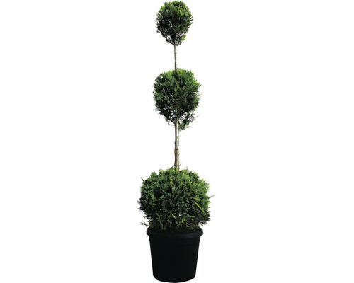 Cyprusovec leylandský 3 gule FloraSelf Cupressocyparis leylandii 110-130 cm kvetináč 18 l