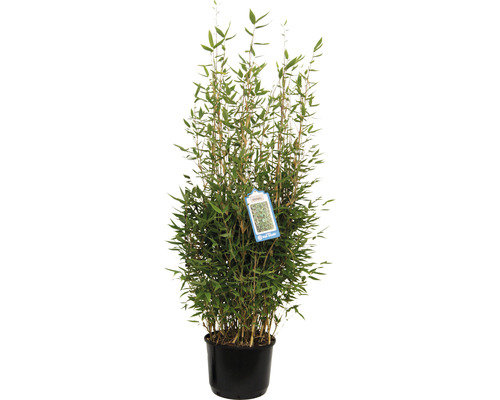 Bambus FloraSelf Fargesia murialeae 'Blue Lizard' ® výška 80-100 cm kvetináč 10 l Bambus v kvetináči