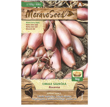 Cibuľa sadzačka Rosanna v päťkilovom balení