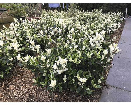 Bršlen japonský FloraSelf Euonymus japonicus 'Mikajo'® výška 30-40 cm kvetináč 5 l kríkovitý Bršlen japonský FloraSelf Euonymus japonicus 'Mikajo'® výška 30-40 cm kvetináč 5 l kríkovitý