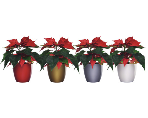 Štyri rastliny vianočnej hviezdy v rôznych farebných kvetináčoch