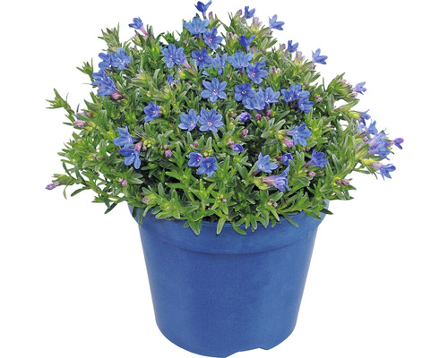 Líčidlo modré v kvetináči