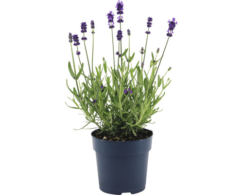 Levanduľa FloraSelf Lavandula angustifolia 'Felice' 15-20 cm kvetináč Ø 12 cm