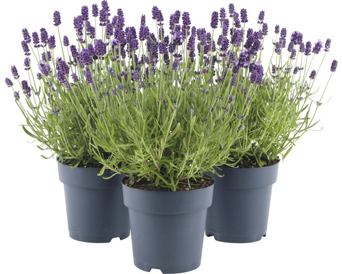 Levanduľa FloraSelf Lavandula angustifolia 'Felice' 20-25 cm kvetináč 1,5 l 1 ks Tri rastliny levandule v kvetináčoch