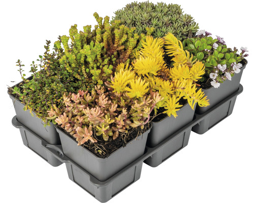 Zelená strešná kazeta s rôznymi druhmi rozchodníkov