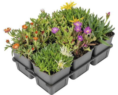 Kosmatec sedmokráskovitý v pestovateľskom kvetináči