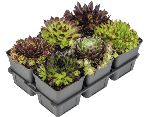 Šesť rastlín skalnice v plastovej nádobe.