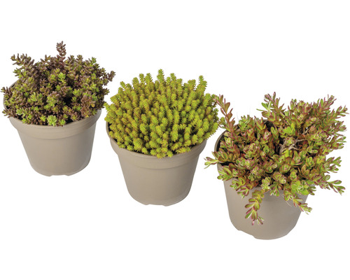 Tri rastliny Sedum v kvetináčoch