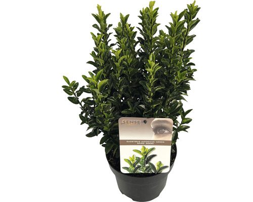 Bršlen japonský FloraSelf Euonymus japonicus 'Green Spire' 20-30 cm kvetináč 2 l