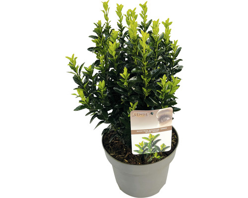 Bršlen japonský FloraSelf Euonymus japonicus 'Green Spire' 30-40 cm kvetináč 5 l Japonský bršlen v kvetináči