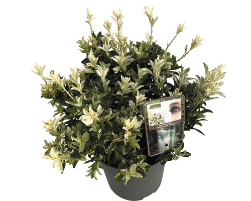 Bršlen japonský FloraSelf Euonymus japonicus 'Pierrolino' výška 25-35 cm kvetináč 5 l