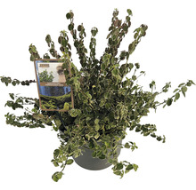 Euonymus fortunei Emerald Gaiety v kvetináči