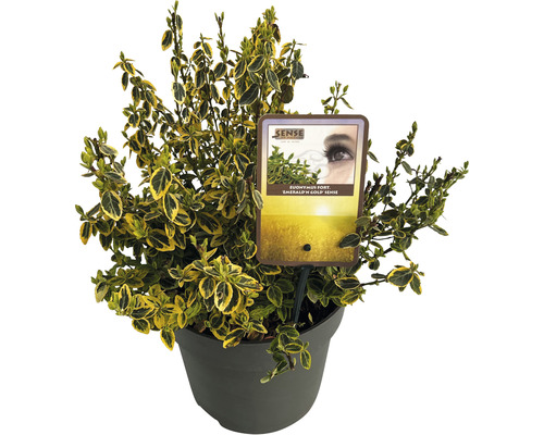 Bršlen Fortunov žltopanašovaný FloraSelf Euonymus fortunei 'Emerald 'n' Gold' 30-40 cm kvetináč 5 l