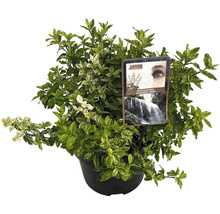 Euonymus Fortuneov Harlequin v kvetináči