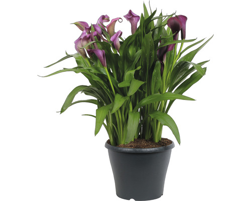 Kala rastlina v kvetináči