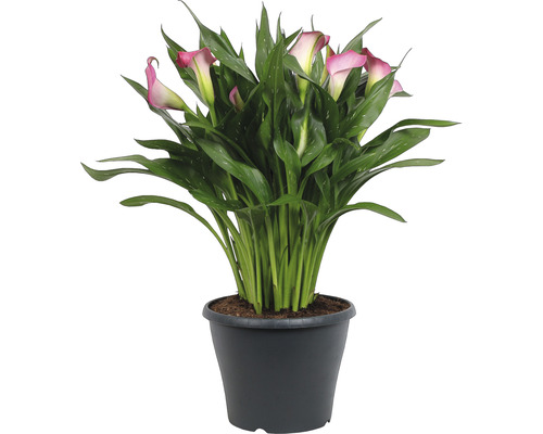 Kala rastlina v kvetináči