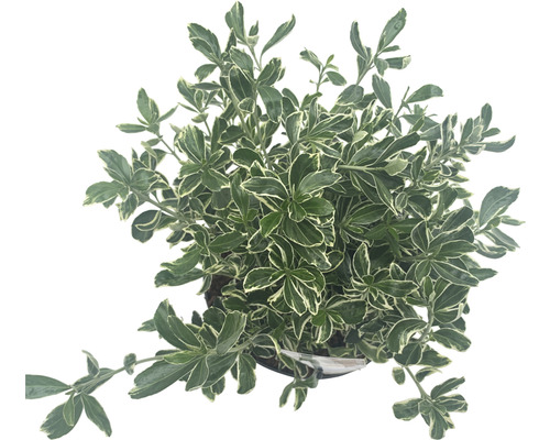 Bršlen japonský drobnolistý 'Susan' FloraSelf Euonymus japonicus 'Susan' 25-30 cm kvetináč 5 l