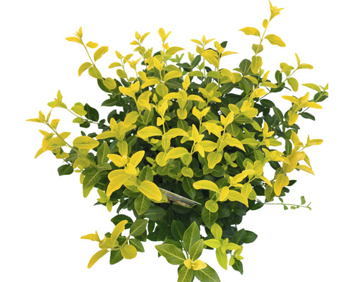 Bršlen Fortuneov žiarivožltý FloraSelf Euonymus fortunei GOLDMINE ® výška 25-30 cm kvetináč 5 l