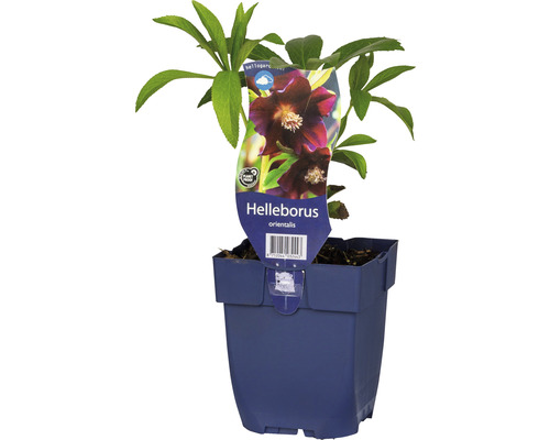 Čemerica východná FloraSelf Helleborus orientalis kvetináč Ø 17 cm