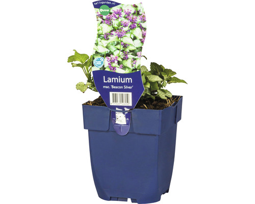 Hluchavka škvrnitá FloraSelf Lamium maculatum 'Beacon Silver' 5-20 cm kvetináč 0,5 l Hluchavka Beacon Silver v kvetináči