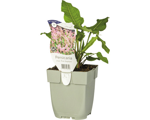 Rdesno Persicaria/Bistorta amplexicaulis 'Pink Elephant' v. 10-40 cm kvetináč 0,5 l Stavikrv ''Pink Elephant'' rastlina v kvetináči