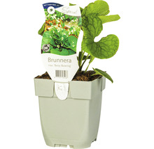 Brunnera rastlina v kvetináči