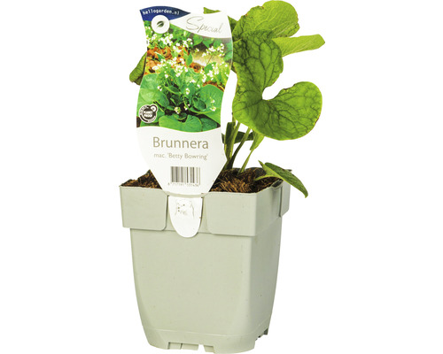 Brunera veľkolistá FloraSelf Brunnera macrophylla 'Betty Bowring' 5-15 cm kvetináč 0,5 l