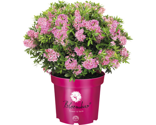 Zakrpatený buxus drobnokvetý alternatíva krušpán–Bloombux® Magenta Rhododendron micranthum 'Bloombux' ® v. 15-20 cm kvetináč 11 cm