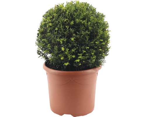 Tis červený FloraSelf Taxus baccata Ø cca 32 cm kvetináč 7,5 l