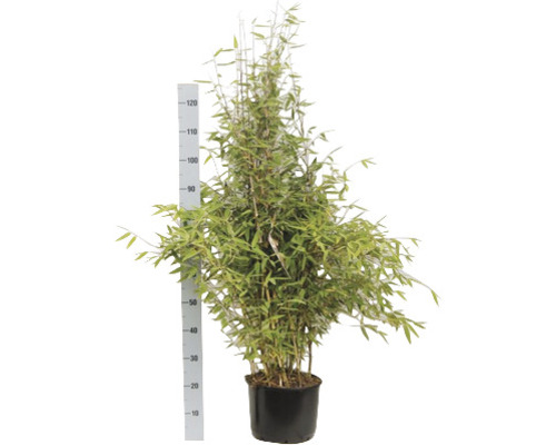 Bambusová rastlina v kvetináči s meradlom