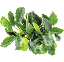 Akvarijná rastlina so zelenými listami