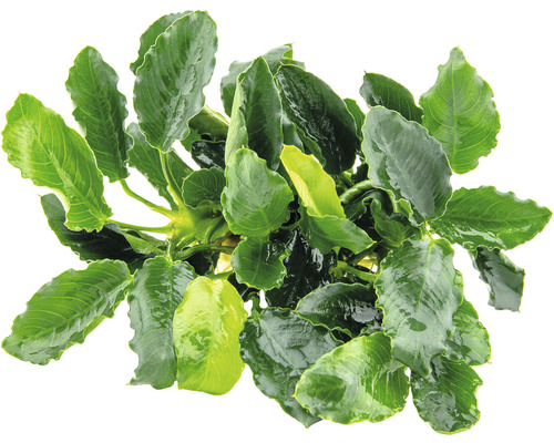 Vodná rastlina Anubias barteri Nana Kirin Akvarijná rastlina so zelenými listami