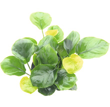 Detailný záber hrnovej rastliny so zelenými listami