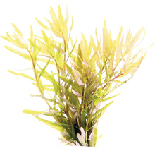 Vodná rastlina Hygrophila polysperma