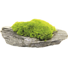 Mach na bridlici pre dekoráciu akvária