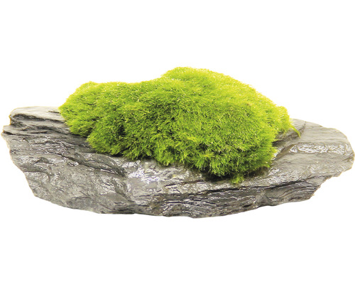 Vodná rastlina Aegagropila na bridlicovom kameni Mach na bridlici pre dekoráciu akvária