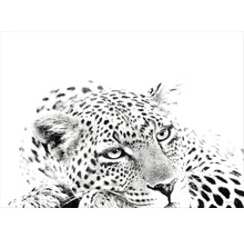 Detail hlavy leoparda