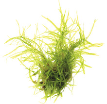 Akvarijná rastlina Jávske mach