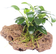 Epifytická rastlina na lávovom kameni pre akváriá